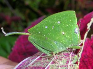 잎 메뚜기, Phyllochoreia ramakrishnai는 녹색 잎을 의태한다.