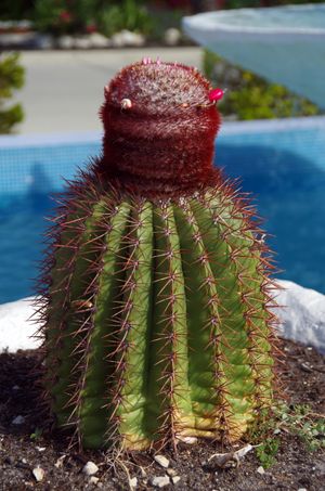 섬 이름의 유래가 된 선인장.