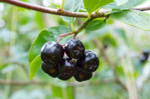 아로니아 열매