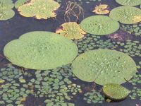 마름 종류와 혼생하는 가시연