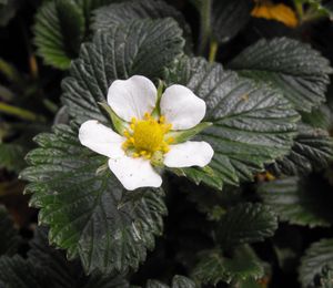 Fragaria nilgerrensis 의 꽃 (아시아)