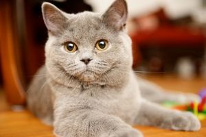 다섯 달 된 라일락 암컷 새끼 고양이