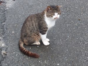 타시로섬의 아이돌 고양이 네코타로. DVD나 책에도 등장하며, 섬 내에서는 굿즈가 판매되기도 했다. 2016년 3월 사망했다. 네코타로를 주인공으로 한 고양이 만화 블로그는 연재 중이다.