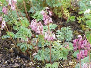 Dicentra formosa