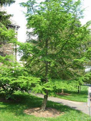 중국에서 금전송(金銭松)이라고 불리는 개낙엽송