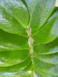 자미오쿨카스 잎