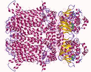 사람 HCN1 채널 사량체