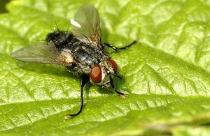 곡옥털파리 (Epicampocera succincta)