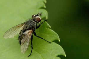 에조흰기생파리 (Phryxe vulgaris)