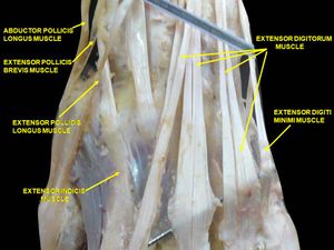 손의 근육. 뒤쪽 모습.
