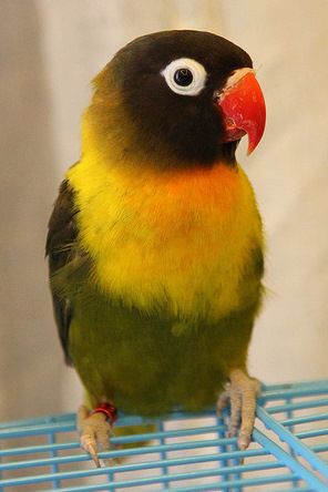 검은머리모란앵무 (올리브색 변종)