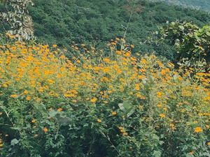 인도 푸네 구에서 자라는 노랑코스모스(Cosmos sulphureus) 식물 무리.