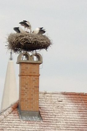 이 지역의 전형적인 황새 둥지