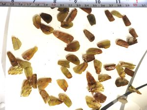 둥지에서 잘린 잎 조각을 해부한 모습.