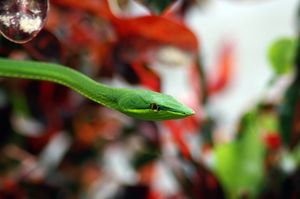 코스타리카 리몬주 토르투게로 국립공원에서 발견된 Oxybelis fulgidus.