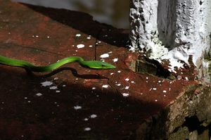 토르투게로 국립공원에서 발견된 O. fulgidus.