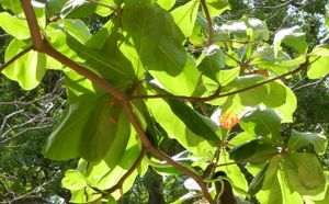 니카라과 엘 크루세로의 열대 아몬드나무(Terminalia catappa) 가지에 있는 O. fulgidus.