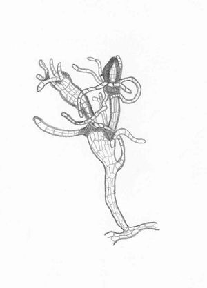 검정이끼의 원사