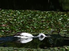 먹이를 잡기 위해 머리를 물 속에 넣고 있는 큰호주펠리칸. (브리즈번, 퀸즐랜드 대학교)