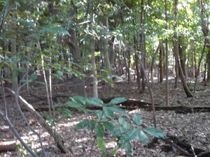 혼마루의 구루와 면이 남아 있는 모습