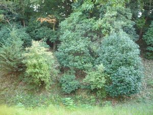 다몬산성 북쪽 경사면. '제국고성지도(諸国古城之図)'에 그려진 해자 터로 추정된다.