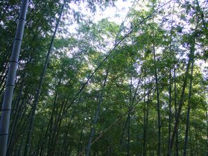 대나무 숲(린쇼지에서 촬영)
