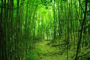 황폐화된 대나무 숲