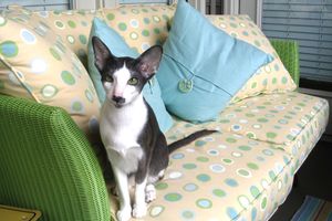 흑백 바이컬러 암컷