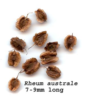 대황속 식물의 씨앗