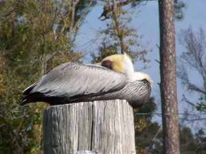 오션스프링스의 펠리칸