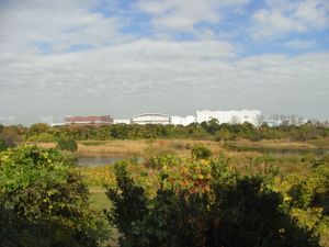 동담수지. 담수 연못으로 갈대밭이 무성하다.