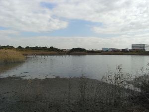 갯벌의 연못. 연못 일부에 해수를 끌어들여 기수 환경을 재현하고 있다.