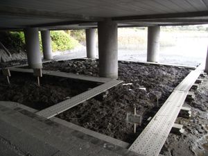 네이처 센터 지하 1층의 가타가타 워크. 다리를 걸으며 갯벌 생물의 모습을 관찰할 수 있다.