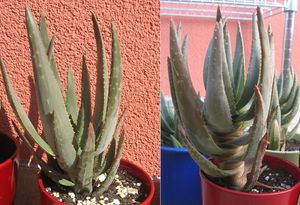 5월부터 8월까지 어린 식물의 성장.