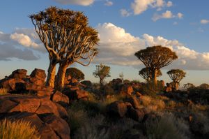 저녁의 케이트만스후프 인근 동개나무 숲, 나미비아.