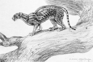 로버트 브루스 호스폴의 복원도