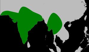 흰눈매 분포 지역