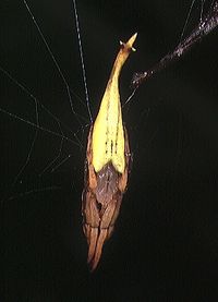 꼬리거미 암컷 (Arachnura melanura)