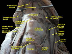 앞에서 본 목의 근육, 동맥, 신경