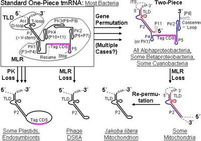 ssrA의 역사. 전구 RNA가 표시되어 있으며, 파선은 성숙 과정에서 잘려나간다. 순열된 유전자는 수용체 조각(빨간색)과 코딩 조각(파란색)을 모두 생성한다; 점선은 항상 존재하지 않는 2차 구조를 나타낸다. 약어: TLD, tRNA 유사 도메인; MLR, mRNA 유사 영역; ITS, 내부 전사 스페이서; P, 쌍을 이루는 영역; PK, 의사 매듭; RF, 리딩 프레임.