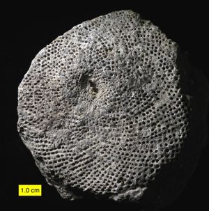 5e. 레셉타큐라이테스류 (오르도비스기)