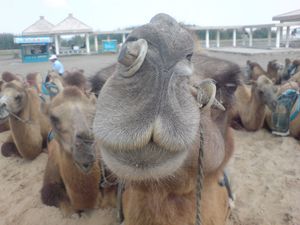 사막 테마 공원에서 낙타 타기와 손님을 위한 엔터테인먼트에 사용되는 박트리아 낙타