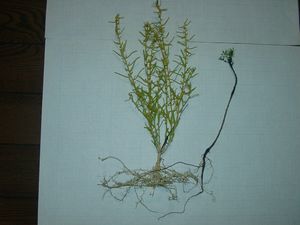 사철쑥(오른쪽)에 기생하는 갯제비꿀