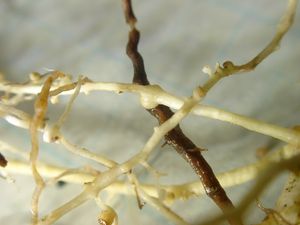 사철쑥 뿌리(갈색)에 기생하고 있는 갯제비꿀 뿌리(흰색). 둥글게 부풀어 오른 부분이 흡근이다.