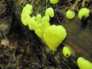 뿔점균속(Ceratiomyxa) sp.