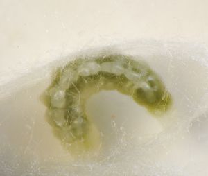 고치를 만드는 최종 유충