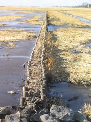 독일 슐레스비히홀슈타인주 노르트프리슬란트 후줌 근처 쇼뷜(Schobüll)의 사주