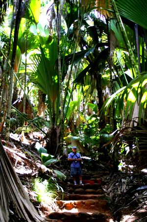 프라스린의 발레 드 메이 야자 숲