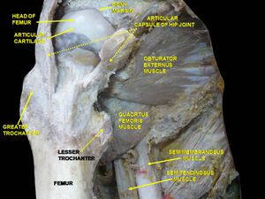 바깥폐쇄근의 깊은 해부 모습 (앞쪽에서 본 모습).
