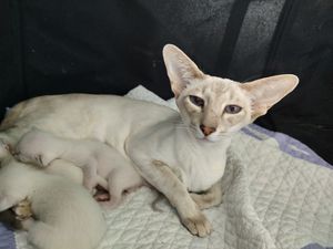 새끼 고양이와 함께 있는 라일락 링스 포인트 퀸